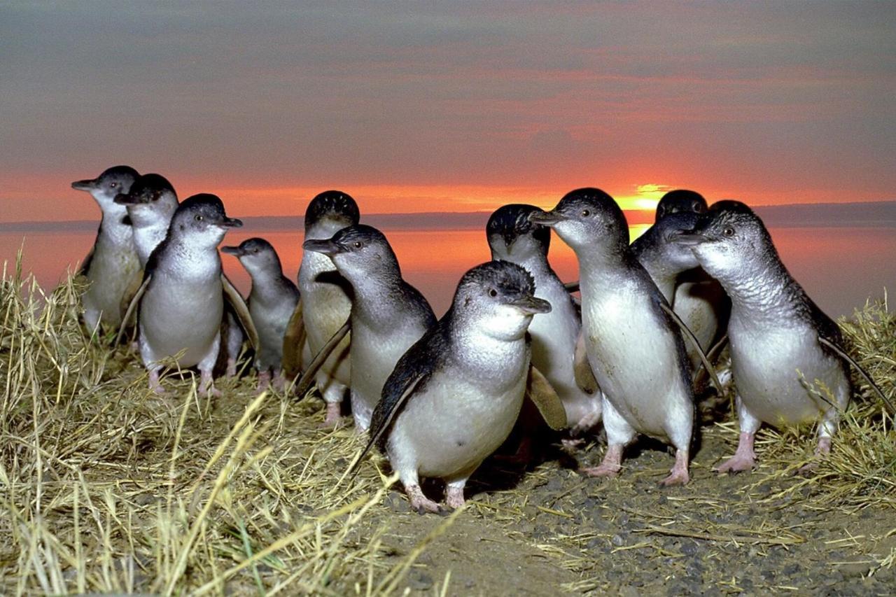 Big4 Ingenia Holidays Phillip Island Newhaven Ngoại thất bức ảnh