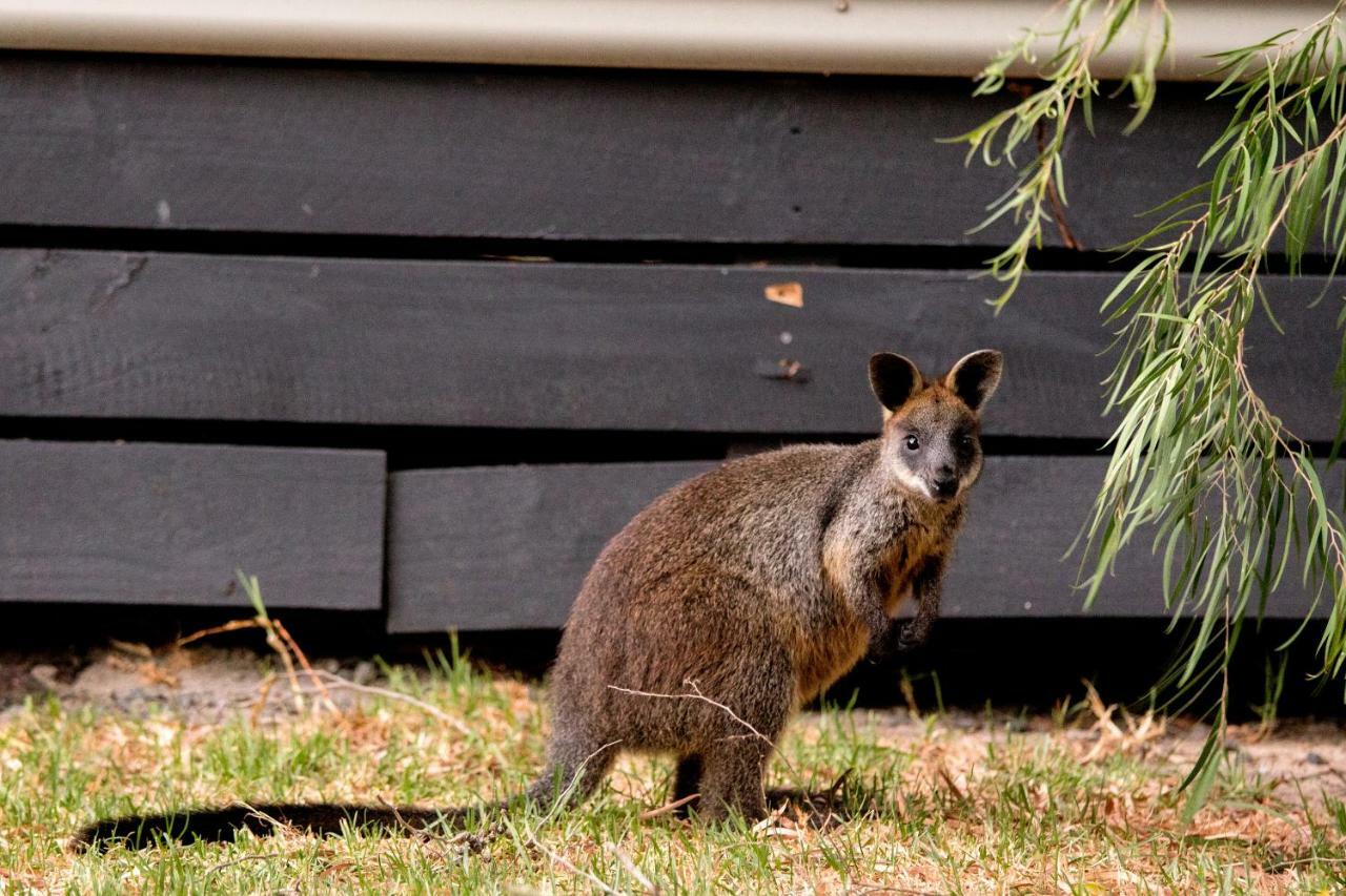 Big4 Ingenia Holidays Phillip Island Newhaven Ngoại thất bức ảnh